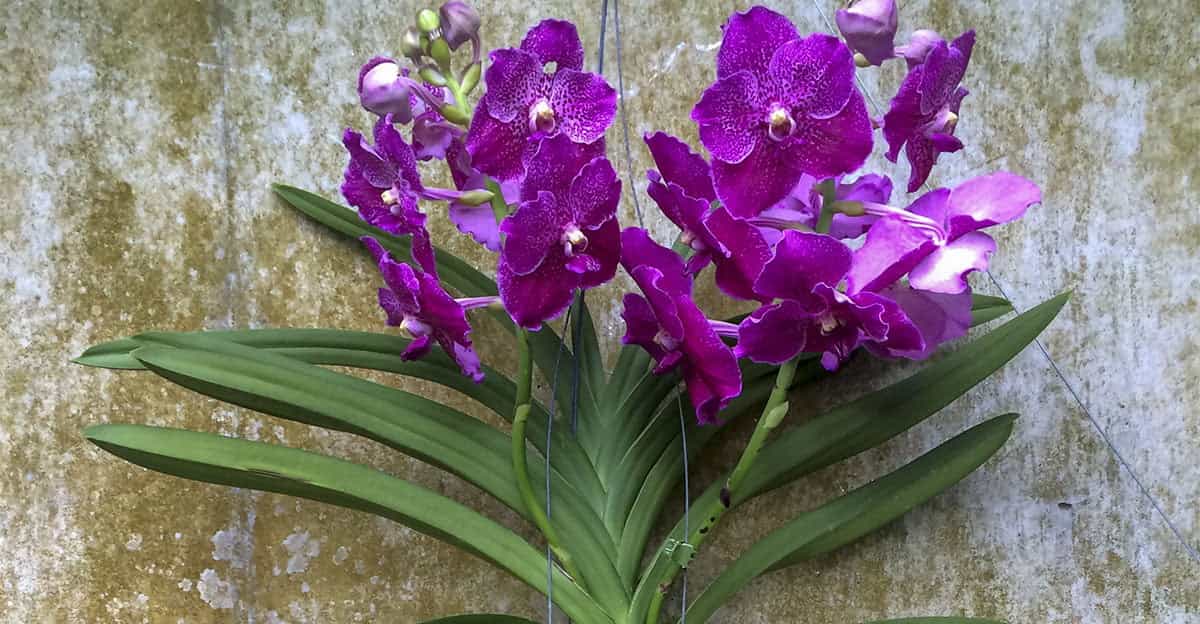 Brazilian Orchid Flower from Kew Garden, England