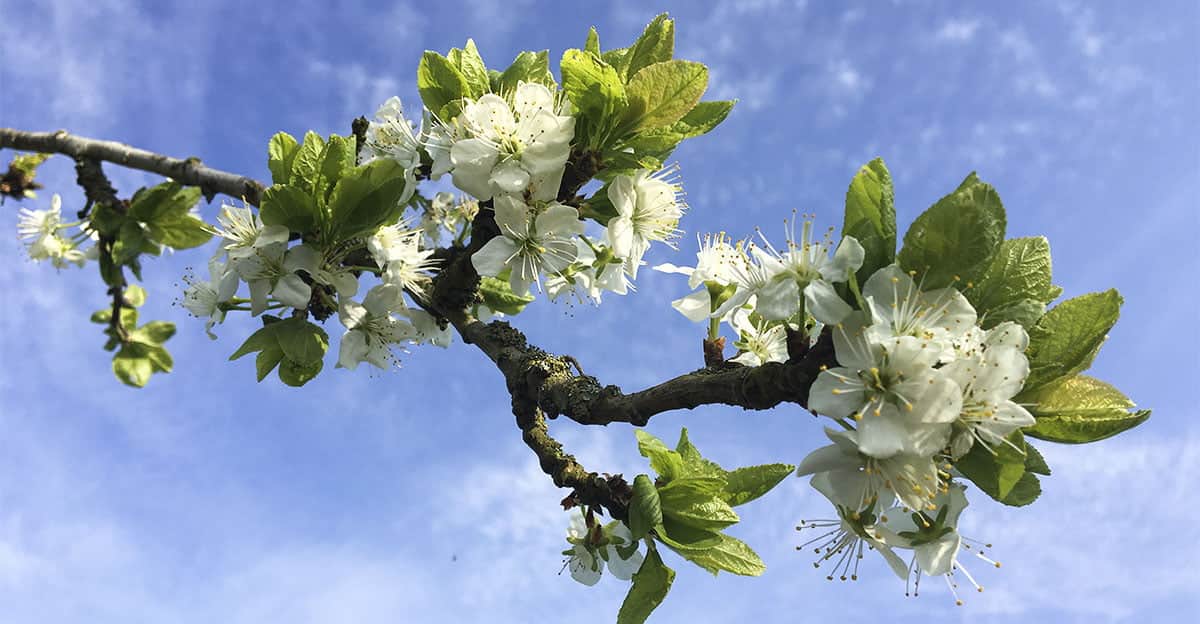 Plum Flower from blossom trail Evesham, England