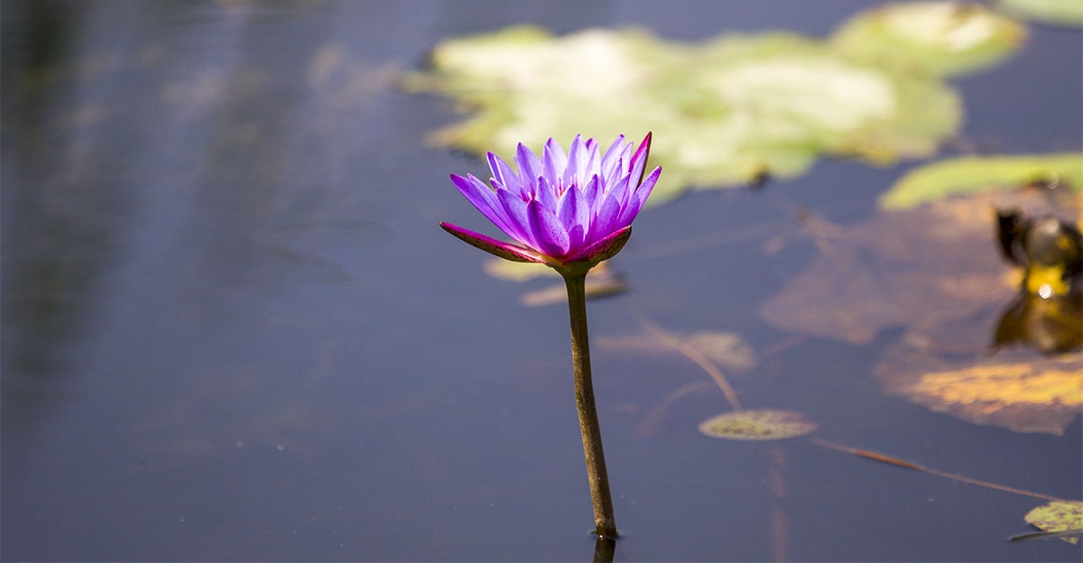 lotus flower in lumbini garden-min