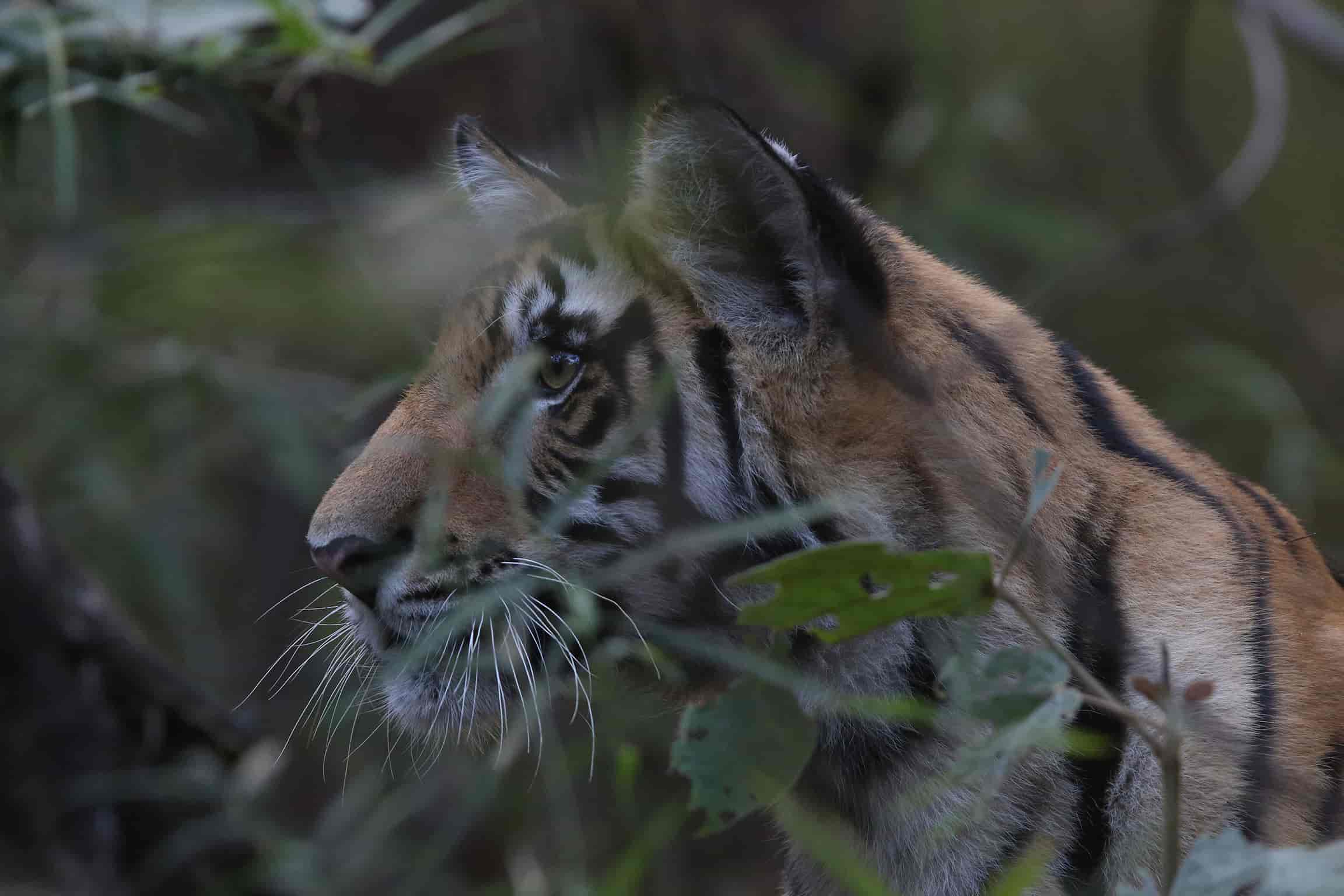 Wildlife_Bengal Tiger